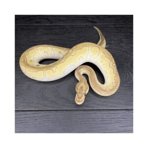 46/2025 - 1.0 Butter Clown - PROMOCJA