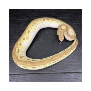 51/2025 - 1.0 Butter Clown - PROMOCJA